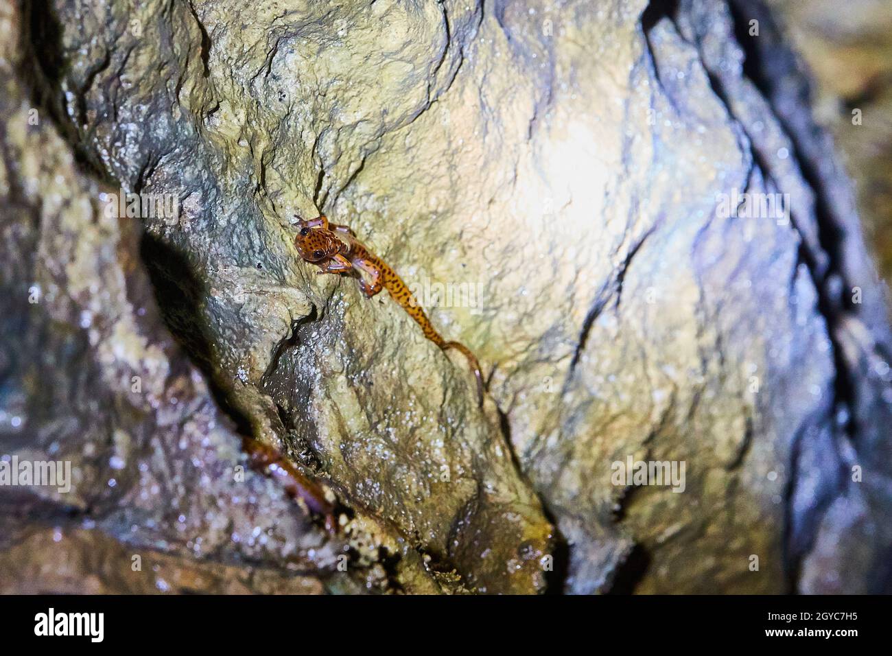 Salamandre di colore arancione e nero sulla parete della grotta Foto Stock