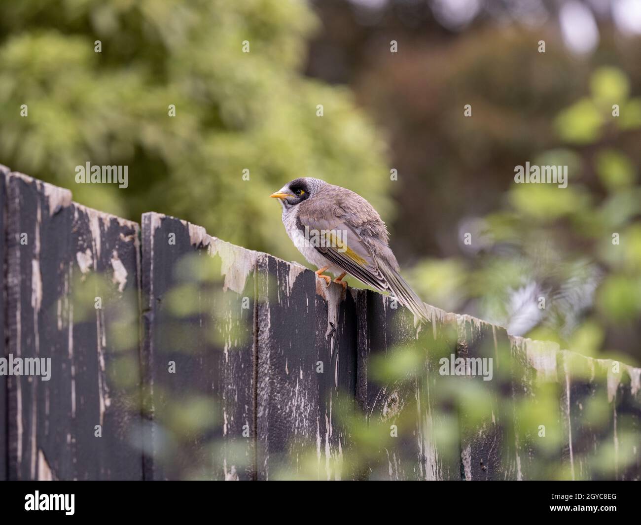 Giovane animale rumoroso minatore seduto su una recinzione di legno, Victoria, Australia Foto Stock