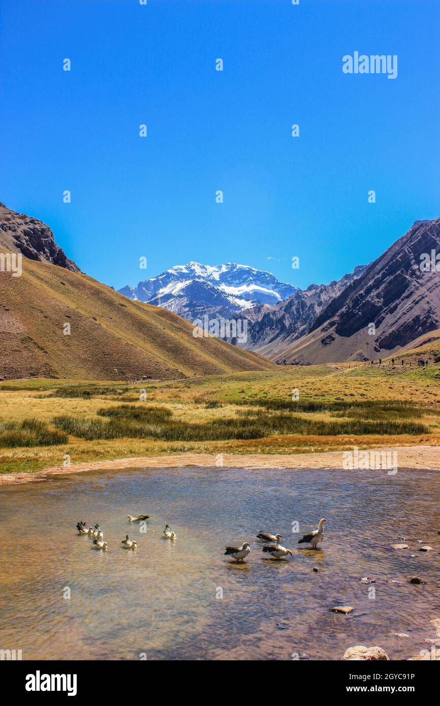 Anatre in un lago vicino Aconcagua montagna Foto Stock