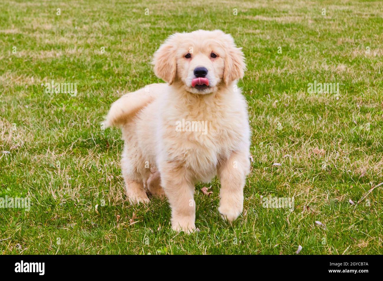 Goldendoodle con la lingua in erba Foto Stock Goldendoodle con la lingua in erba Foto Stock