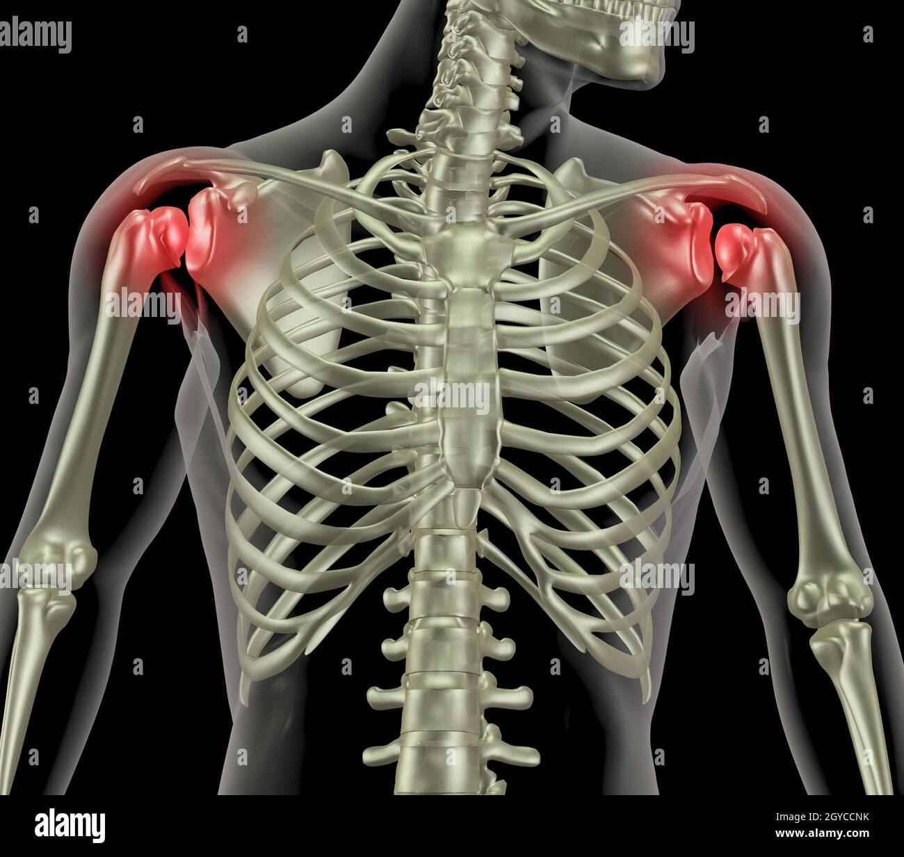 3D render di una femmina di scheletro medica con le spalle evidenziato che  indica il dolore in quella zona Foto stock - Alamy