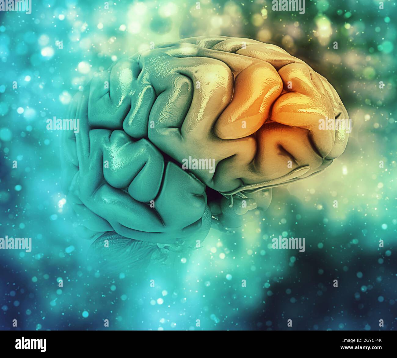 3D sfondo medicale con il cervello con il lobo frontale evidenziata Foto Stock