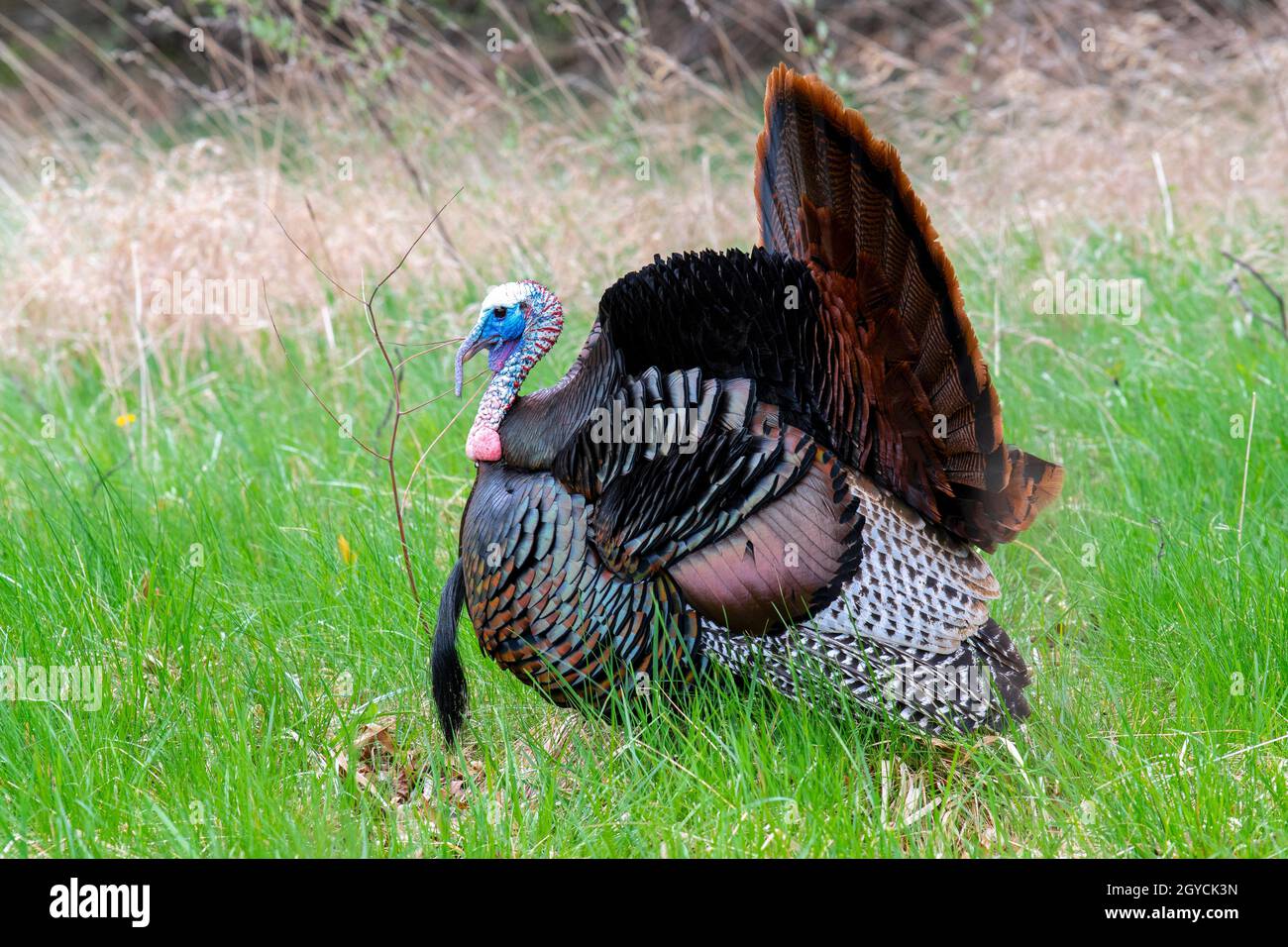 Tacchino selvatico orientale (Meleagris galopavo silvestris), Primavera, e USA, di Dominique Braud/Dembinsky Photo Assoc Foto Stock