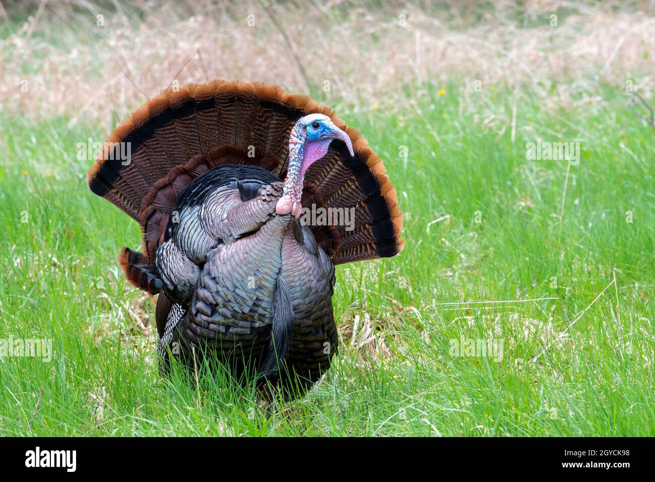 Tacchino selvatico orientale (Meleagris galopavo silvestris), Primavera, e USA, di Dominique Braud/Dembinsky Photo Assoc Foto Stock