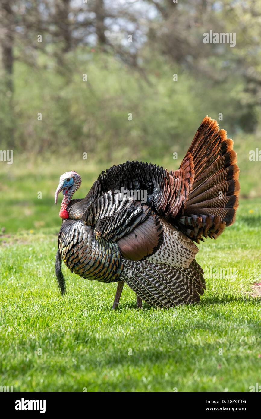 Tacchino selvatico orientale (Meleagris galopavo silvestris), Primavera, e USA, di Dominique Braud/Dembinsky Photo Assoc Foto Stock
