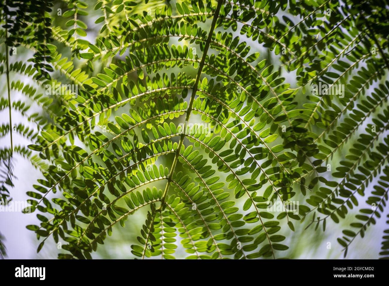 Fogliame di Albizia julibrissin (albero di seta persiano o albero di seta rosa), primo piano. Messa a fuoco al centro, bokeh vorticoso. Foto Stock
