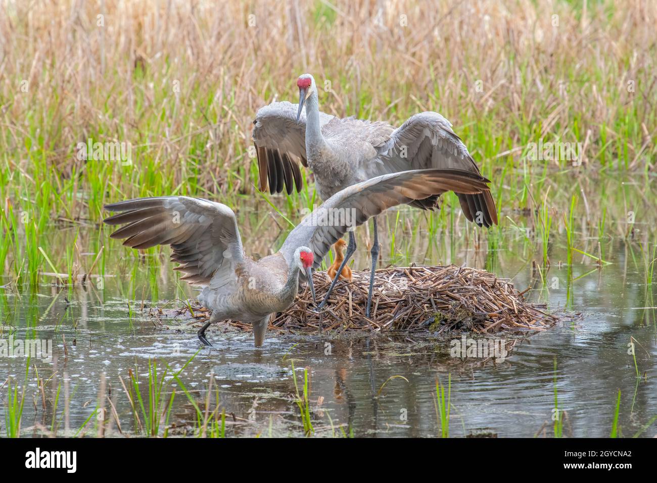 Sandhill gru (Grus canadensis/Grus antigone) famiglia con colt, pulcino sul nido, difendendo contro gli intrusi, e USA, di Dominique Braud/Dembinsky Foto Foto Stock