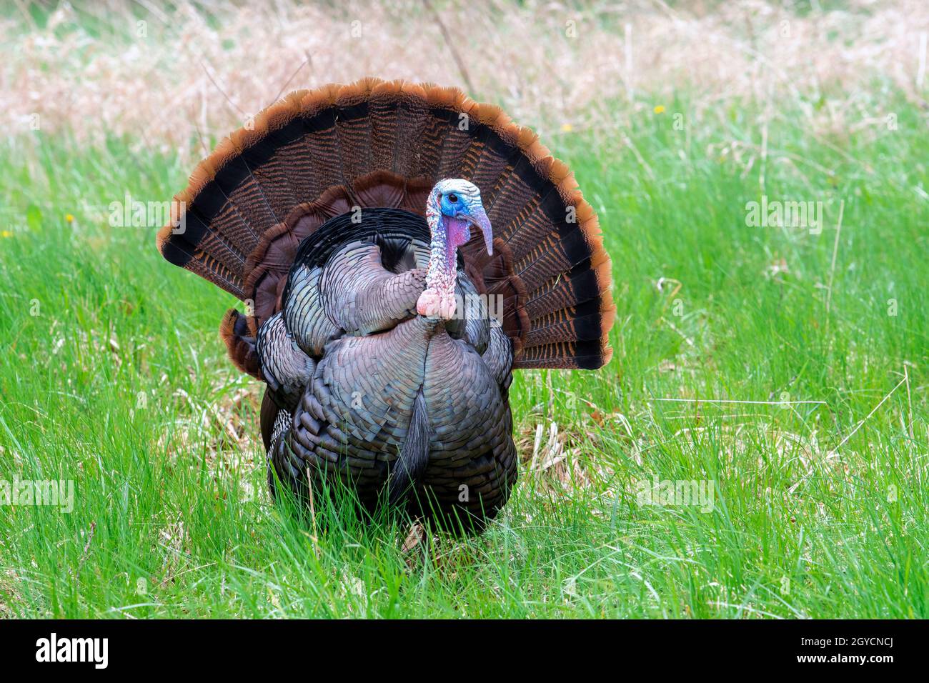 Tacchino selvatico orientale (Meleagris galopavo silvestris), Primavera, e USA, di Dominique Braud/Dembinsky Photo Assoc Foto Stock