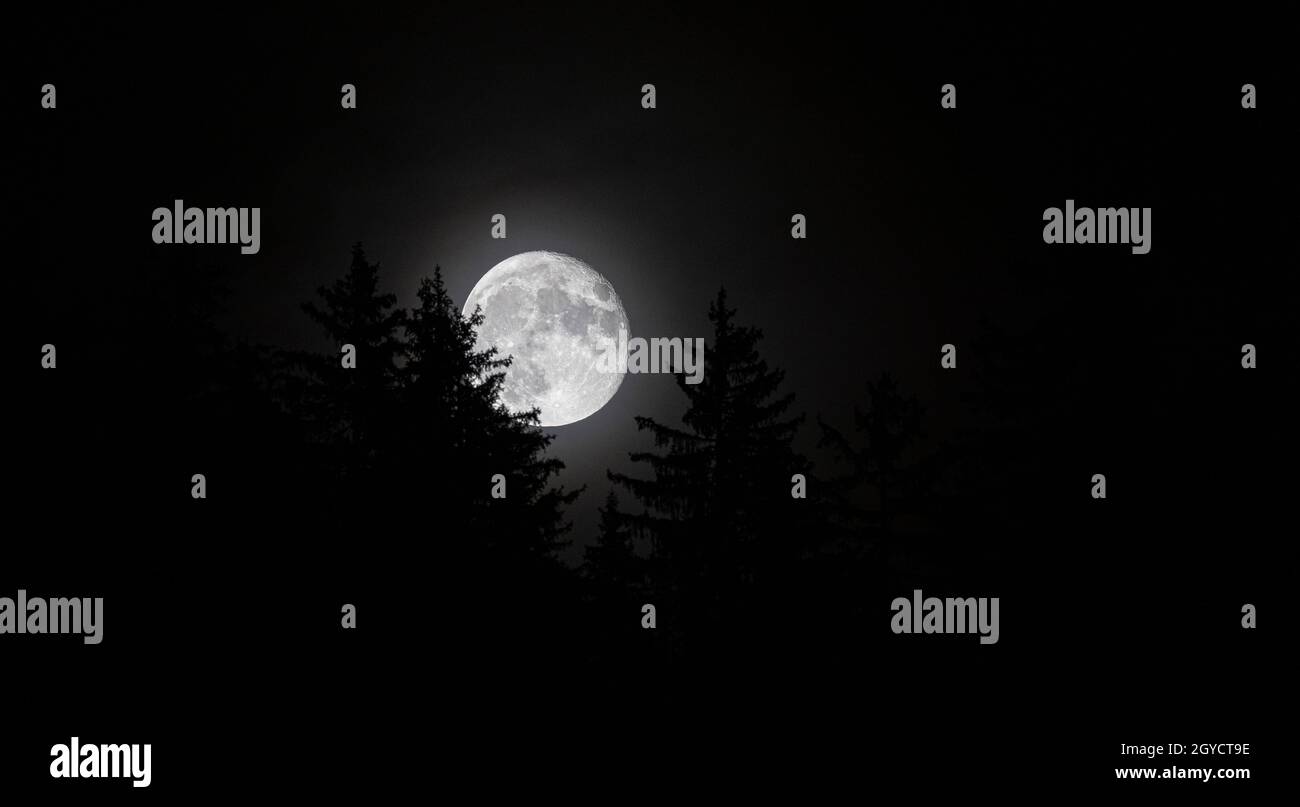 Panorama di una luna piena e luminosa che sorge nel cielo notturno scuro dietro la silhouette di una pineta Foto Stock