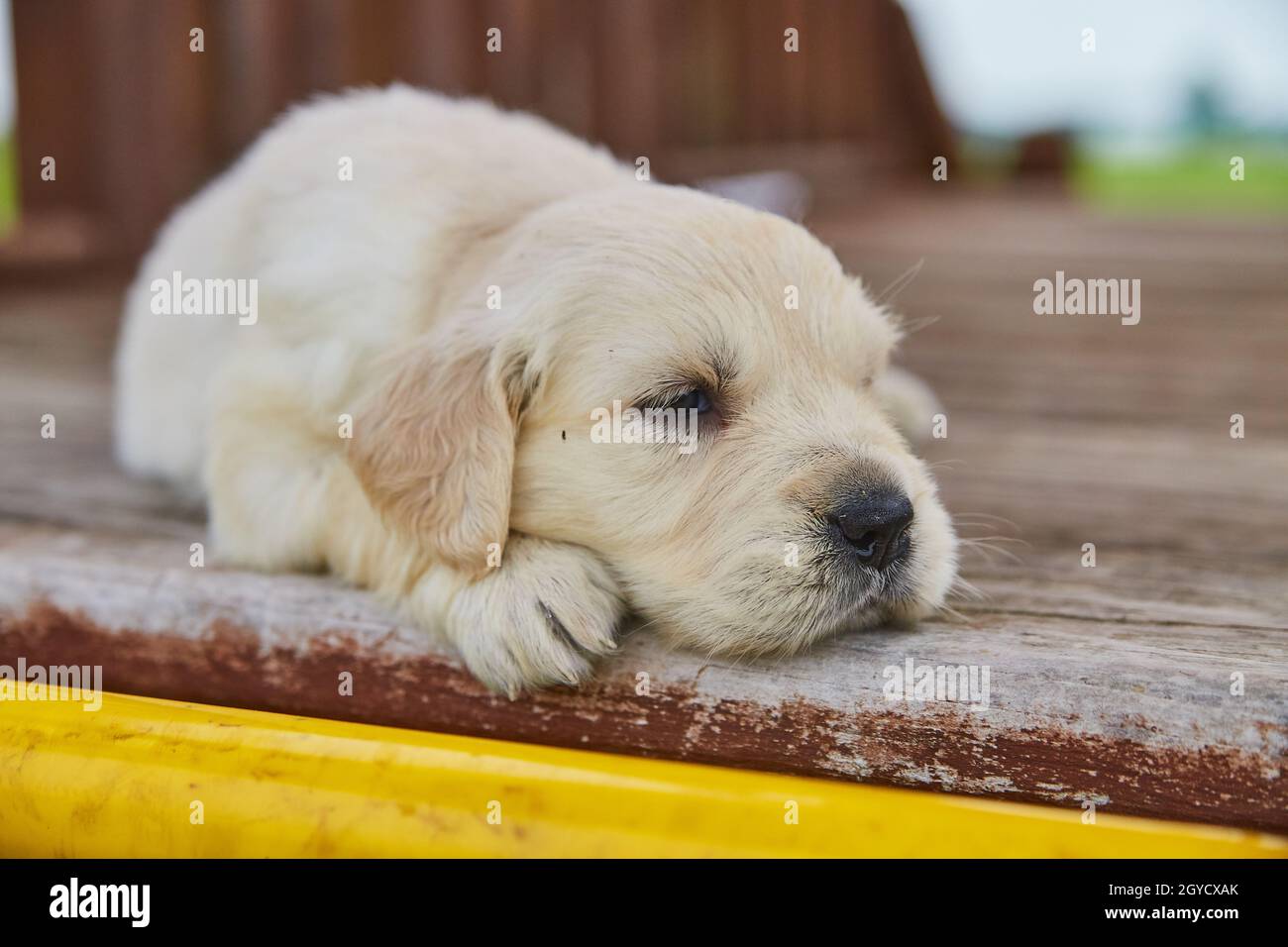 Cucciolo dorato retriever bianco poggiato su ponte di legno esterno Foto Stock