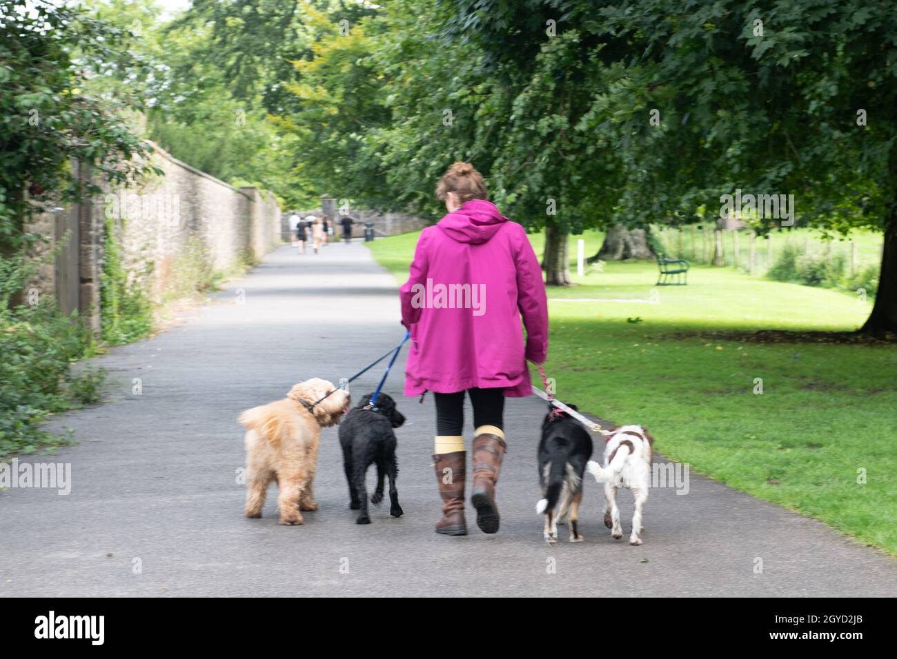 Camminatore del cane in un cappotto rosa che cammina 4 cani nei terreni del Palazzo dei Vescovi, Wells Foto Stock
