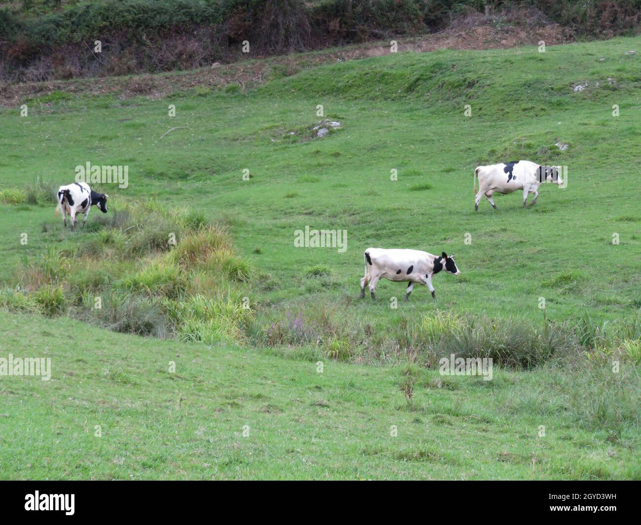 belle mucche prati pascolo animali erbivori fattoria Foto Stock