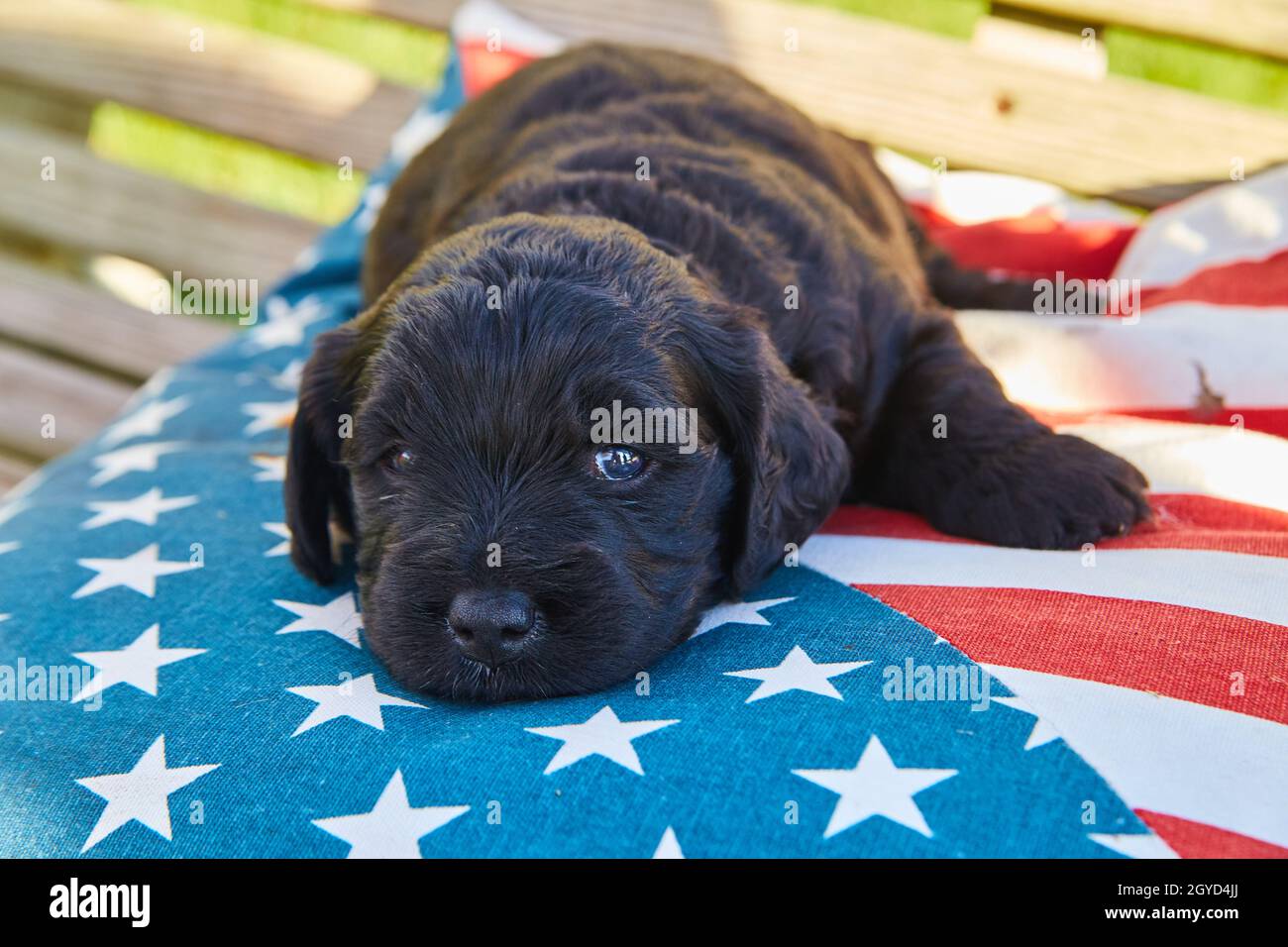 Adorabile retrorante dorato scuro che riposa sul cuscino americano della bandiera Foto Stock
