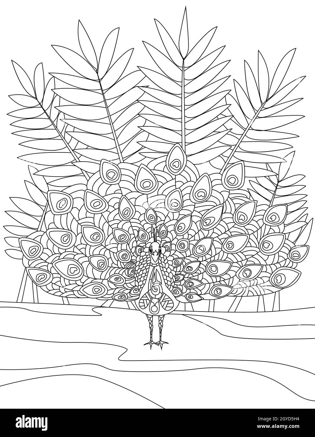 Peacock Standing Spreading Tail Feathers with Tall Bush background. Foto Stock