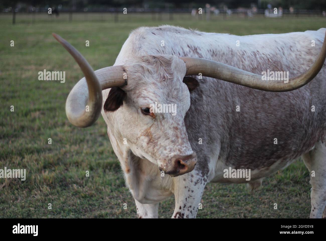 Bestiame texano Longhorn in pascolo nel tardo pomeriggio Foto Stock