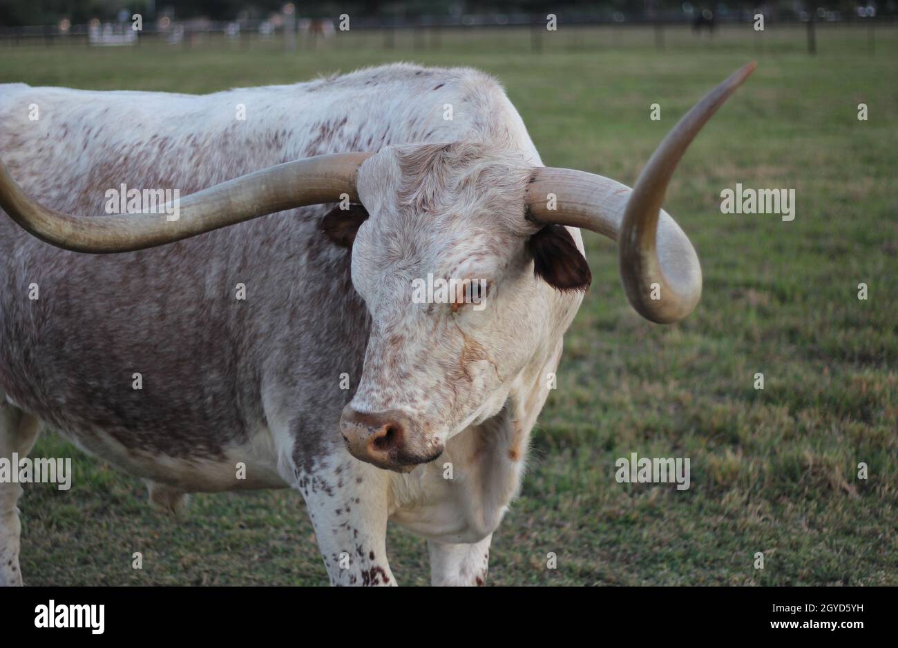 Bestiame texano Longhorn in pascolo nel tardo pomeriggio Foto Stock