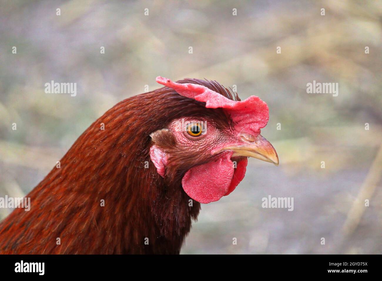 Primo piano di una testa di pollo marrone e pettine. Foto Stock