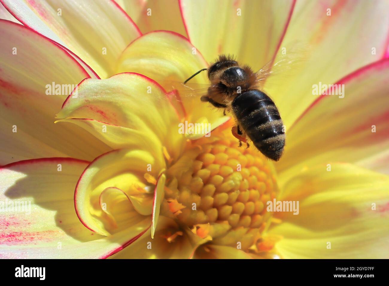 Vista macro di un'ape che si erica sopra un dahlia. Foto Stock