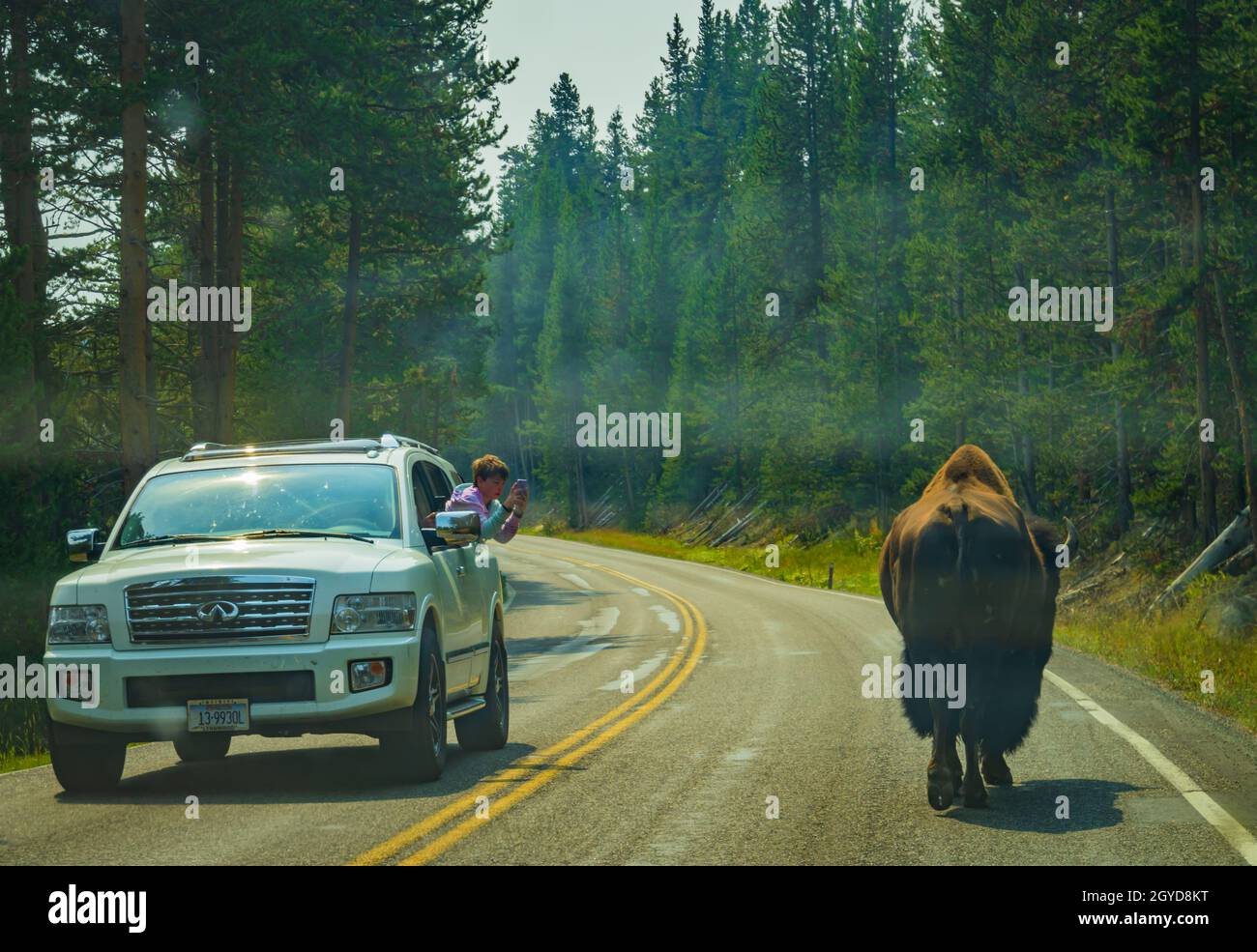 Grande bisonte maschile che percorre il centro di una strada nel Parco Nazionale di Yellowstone Foto Stock Grande bisonte maschile che percorre il centro di una strada nel Parco Nazionale di Yellowstone Foto Stock