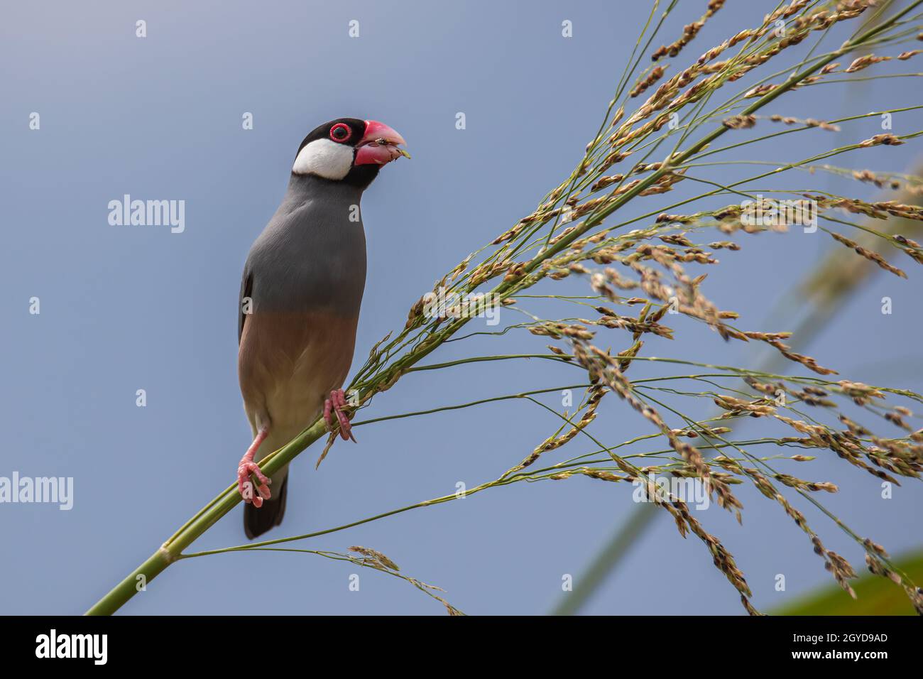 Natura immagine della fauna selvatica di un uccello bello giava passero (Lonchura oryzivora) Foto Stock