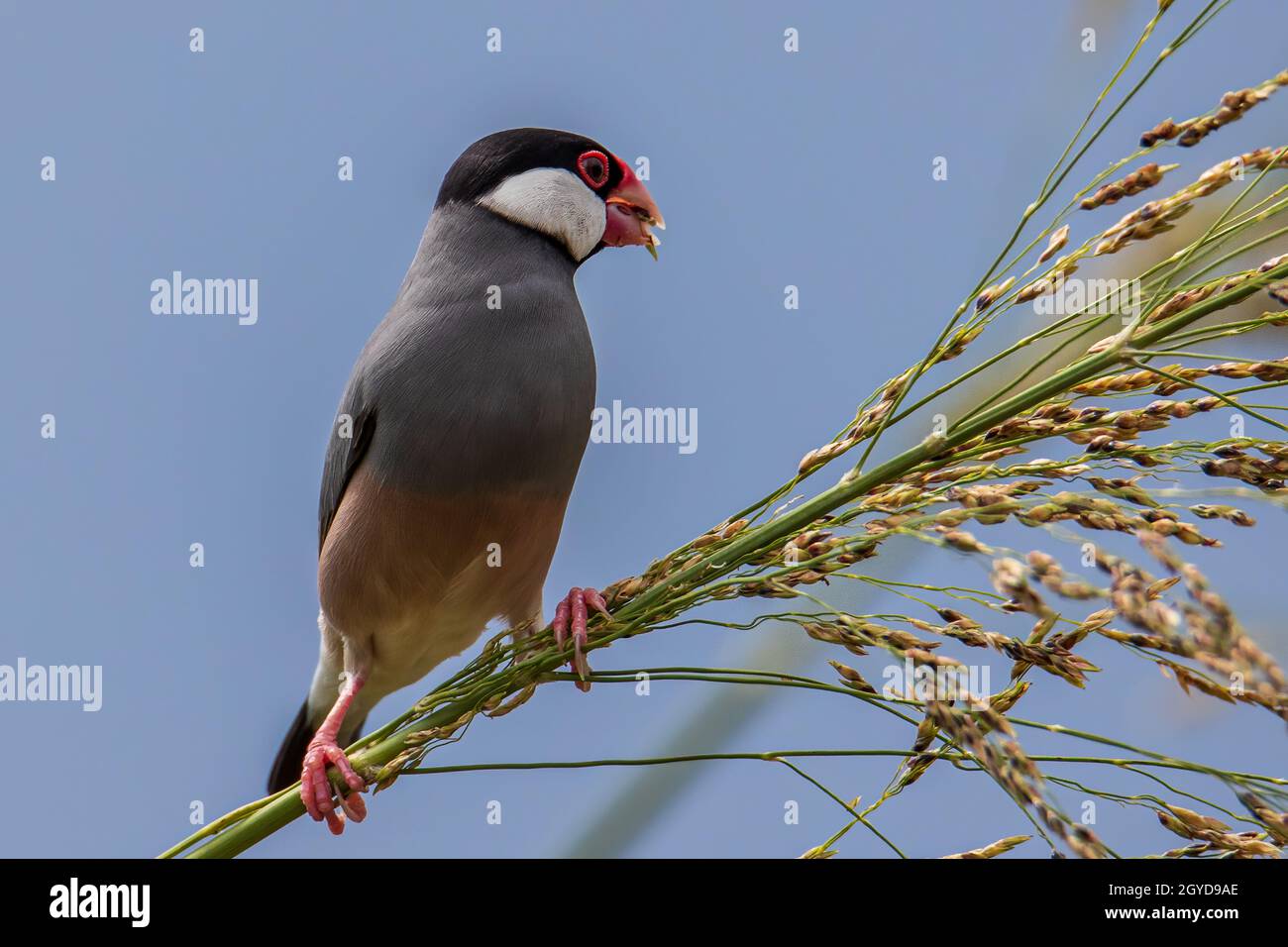 Natura immagine della fauna selvatica di un uccello bello giava passero (Lonchura oryzivora) Foto Stock