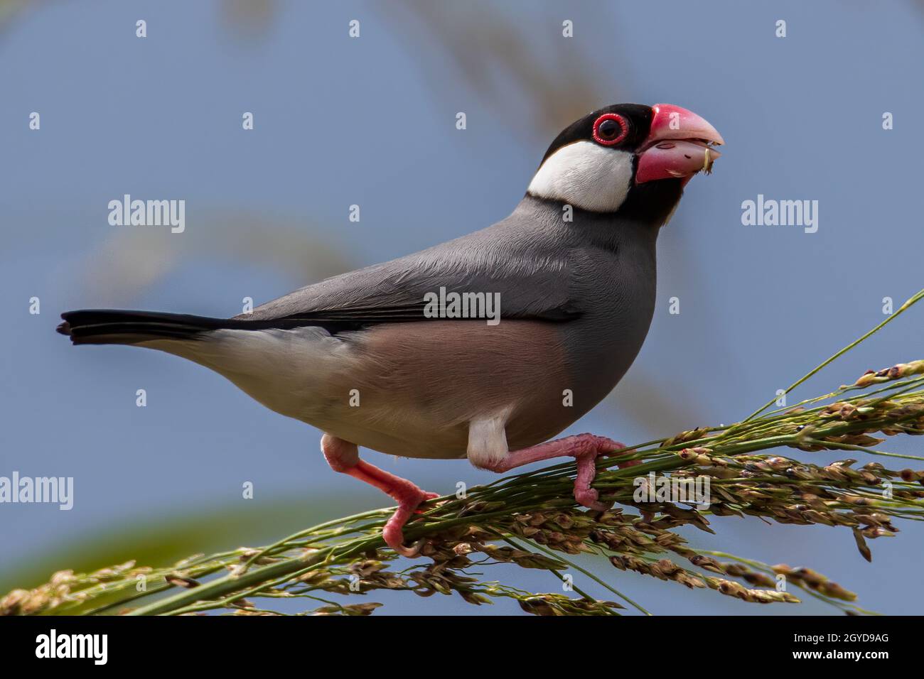 Natura immagine della fauna selvatica di un uccello bello giava passero (Lonchura oryzivora) Foto Stock