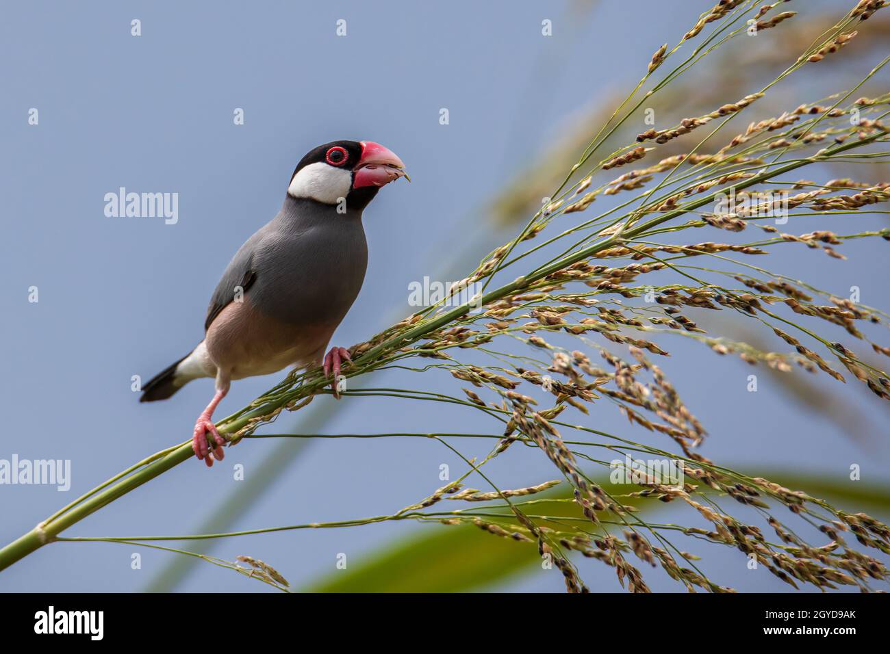 Natura immagine della fauna selvatica di un uccello bello giava passero (Lonchura oryzivora) Foto Stock