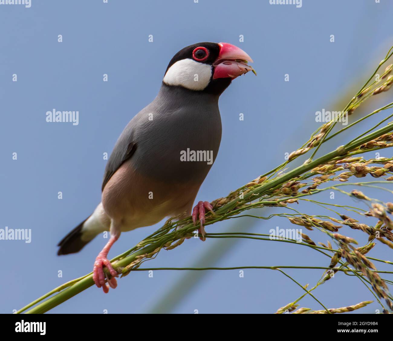 Natura immagine della fauna selvatica di un uccello bello giava passero (Lonchura oryzivora) Foto Stock