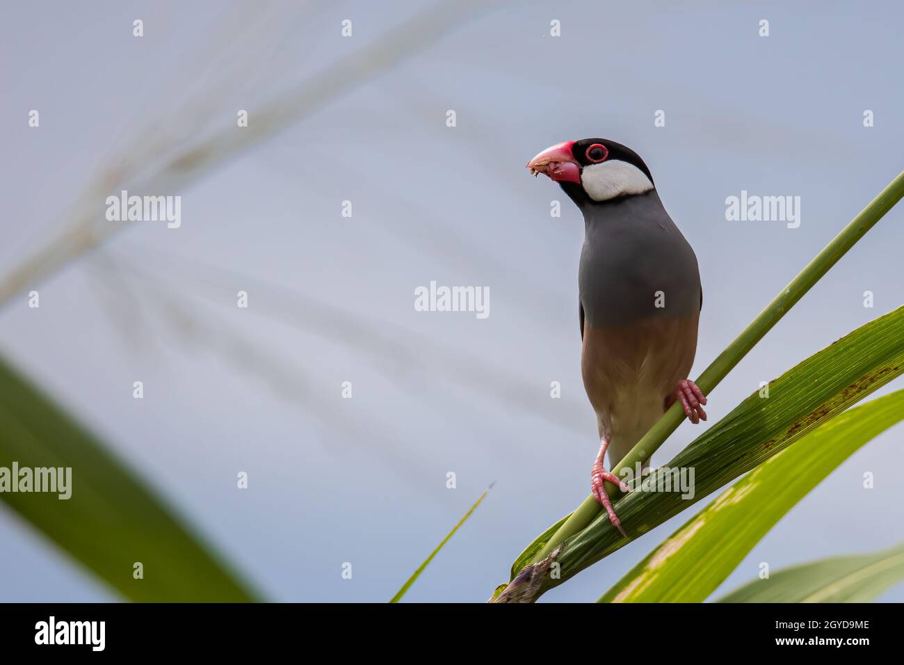 Natura immagine della fauna selvatica di un uccello bello giava passero (Lonchura oryzivora) Foto Stock