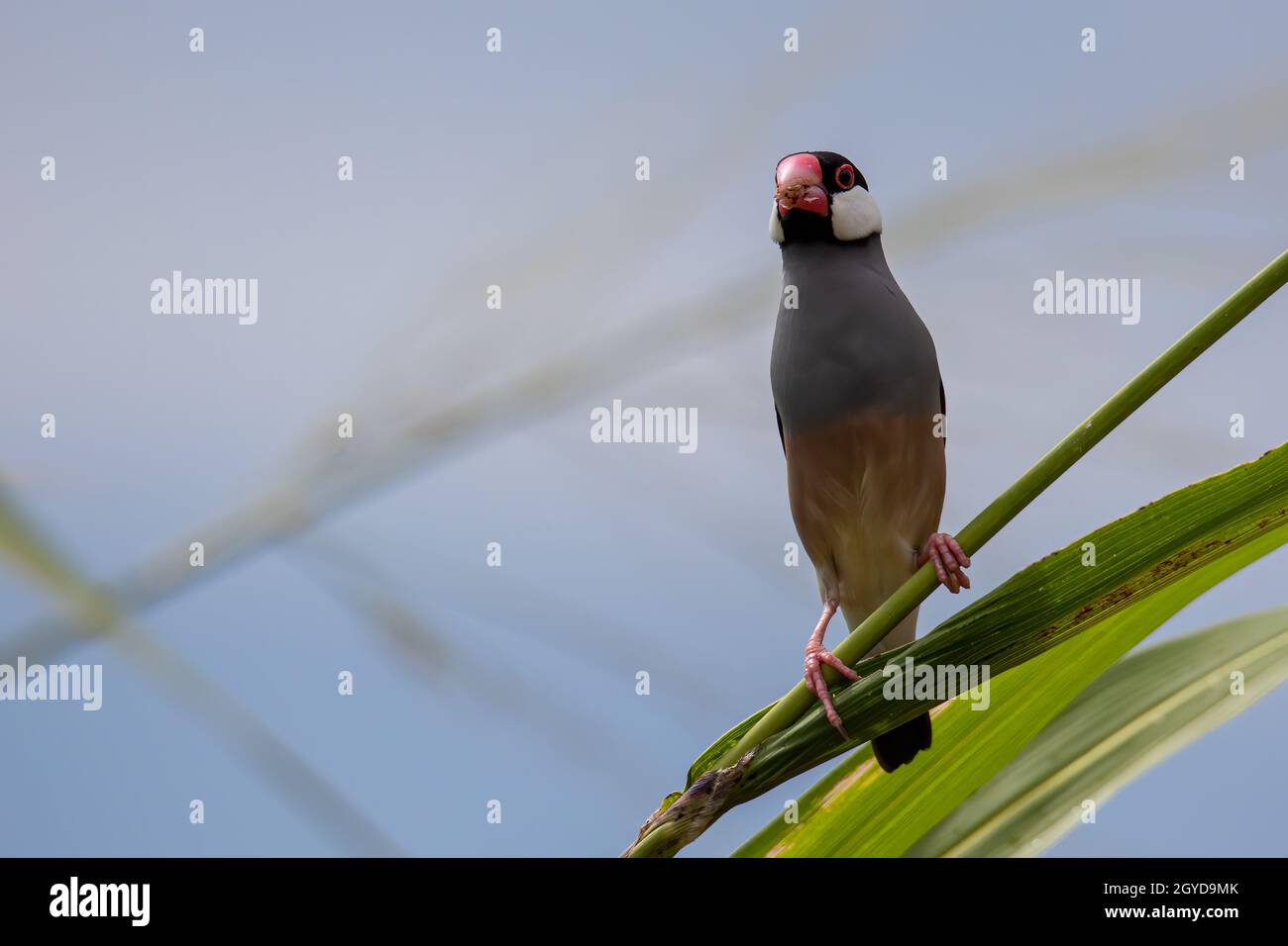 Natura immagine della fauna selvatica di un uccello bello giava passero (Lonchura oryzivora) Foto Stock