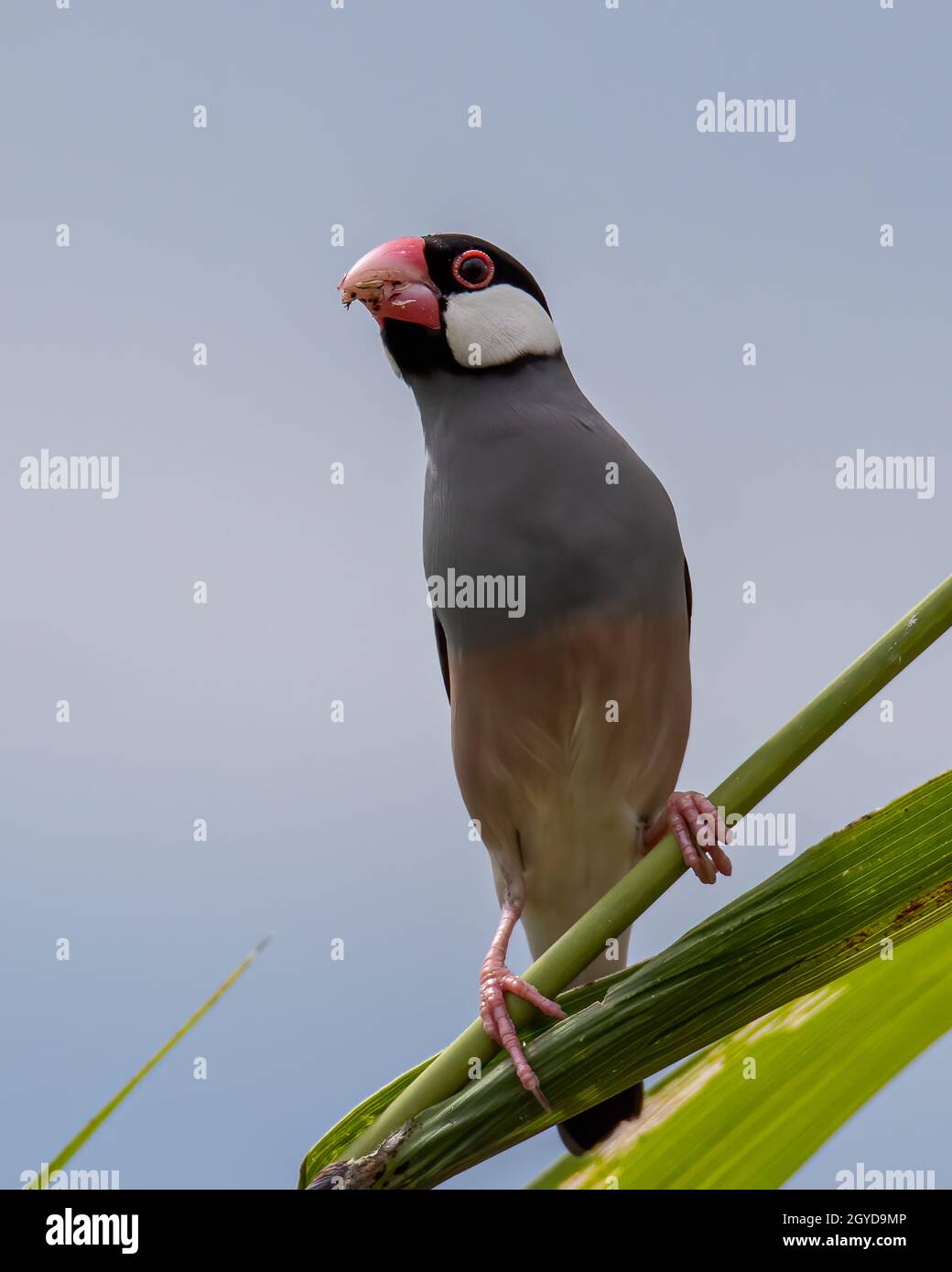 Natura immagine della fauna selvatica di un uccello bello giava passero (Lonchura oryzivora) Foto Stock