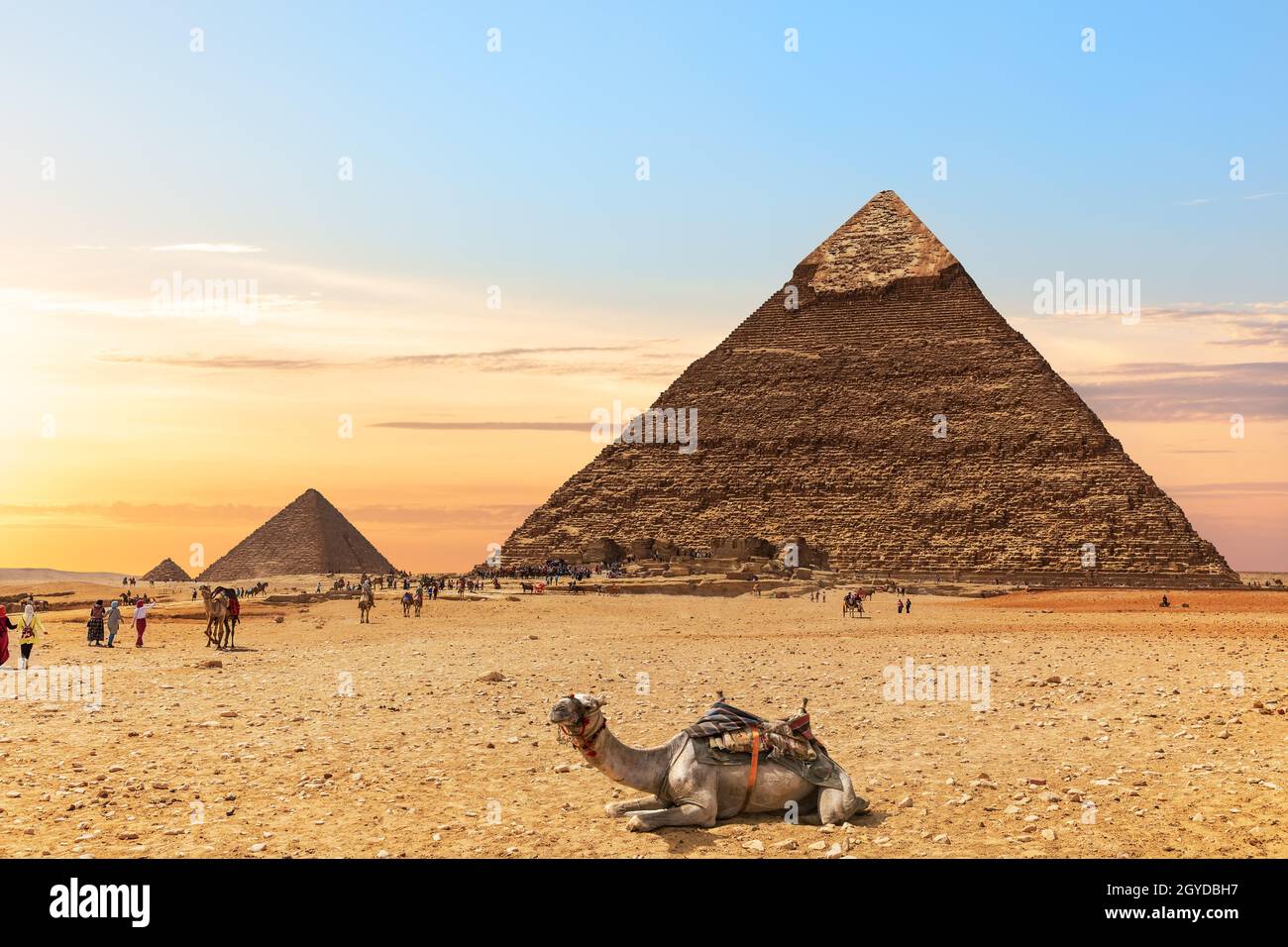 Un cammello dalle Piramidi d'Egitto, Giza. Foto Stock