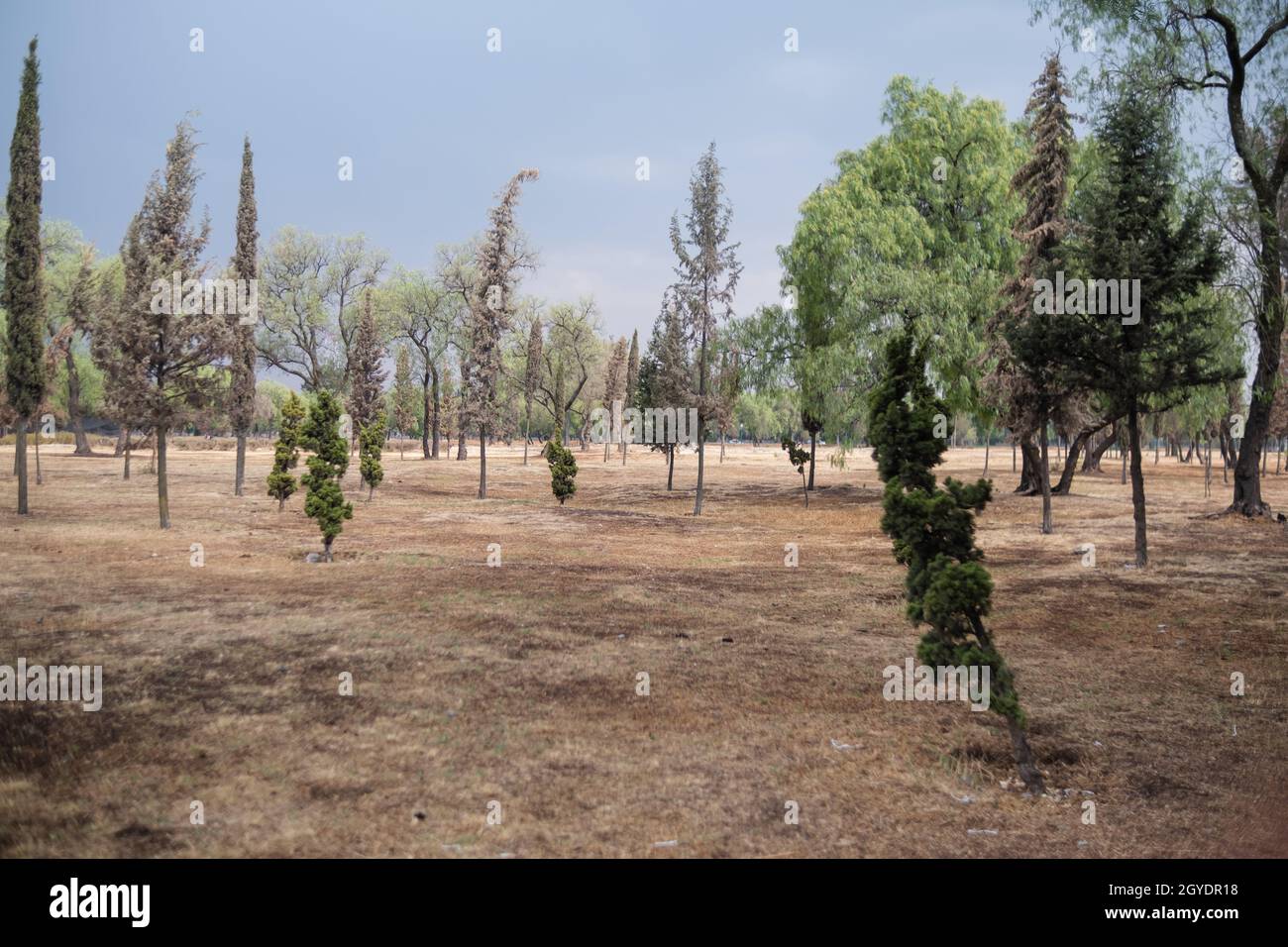 Gruppo di alberi di dimensioni diverse su campo di erba secca sotto cielo nuvoloso Foto Stock