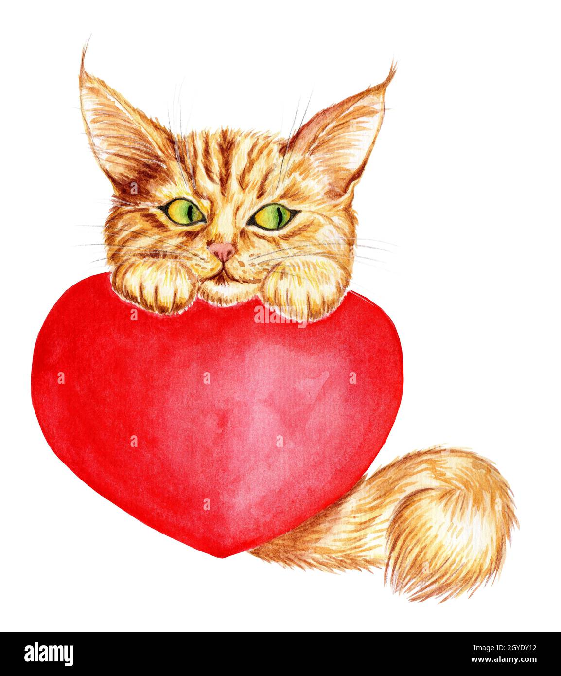 Acquerello illustrazione di un carino zenzero gattino con una coda soffice, tenendo un grande cuore rosso. Foto cartoon, valentine, carta per i cari. Isolato Foto Stock
