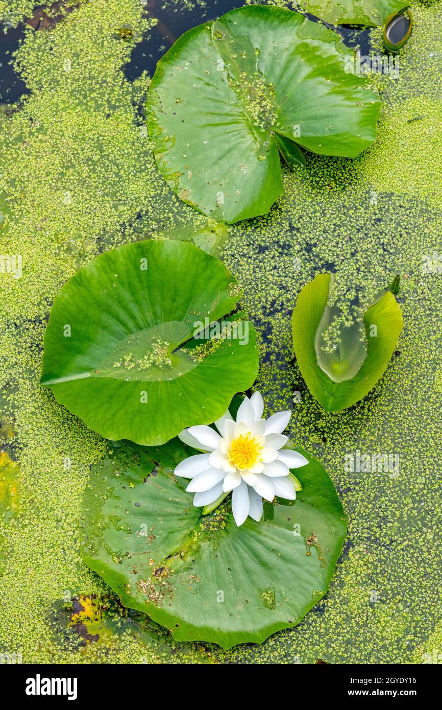 Giglio di acqua bianca (Nymphaea odorata), fiorente in stagno di acqua dolce, e USA, di Dominique Braud/Dembinsky Photo Assoc Foto Stock