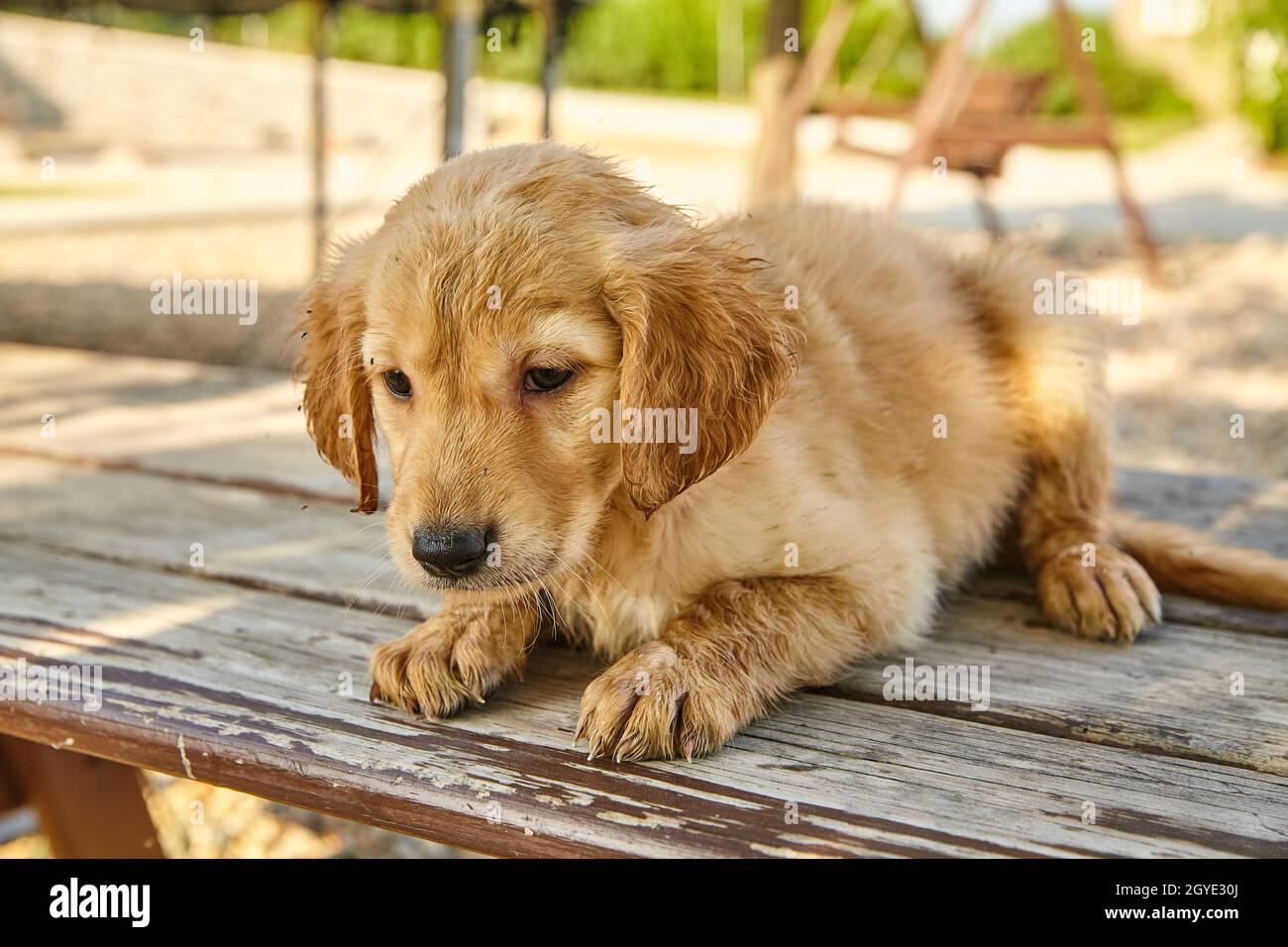 Cucciolo di Labradoodle stanco e bagnato poggiato su tavole di legno Foto Stock