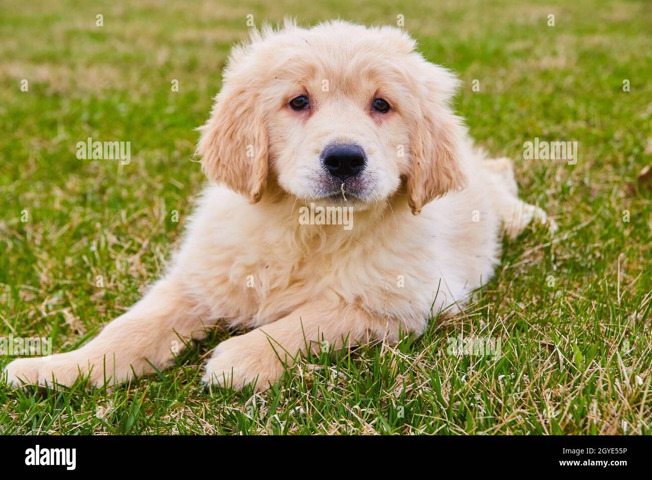 Cucciolo di goldendoodle più vecchio appeso fuori nell'erba Foto Stock Cucciolo di goldendoodle più vecchio appeso fuori nell'erba Foto Stock