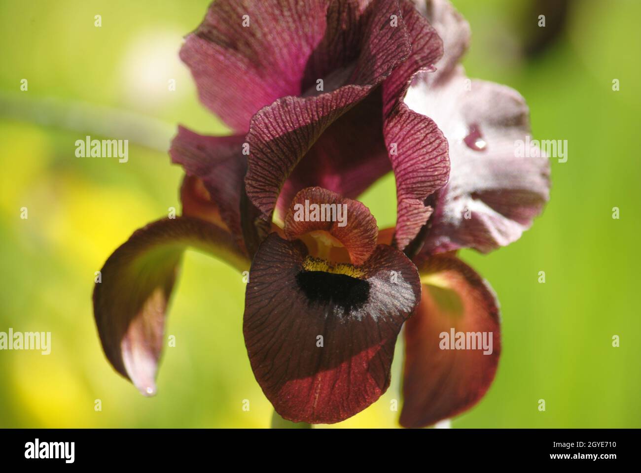 Flora. Iride nero. Fiori in fiore. Bellissimi fiori Foto Stock