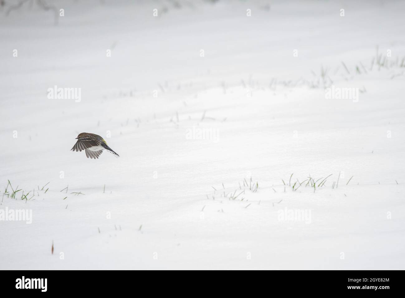 Verdetto giallo (Setophaga coronata) che vola basso sulla neve Foto Stock