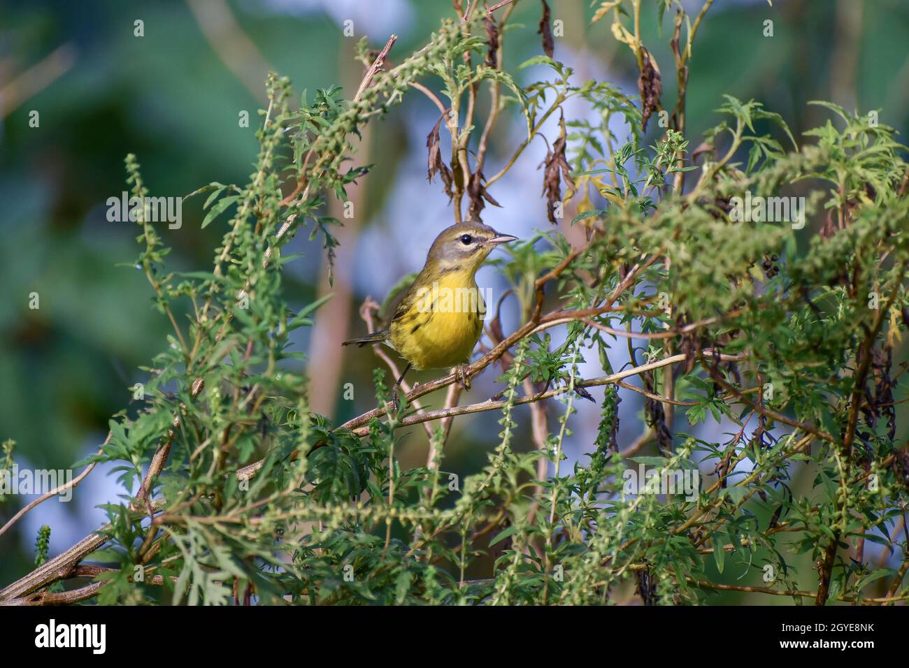 Warbler Prairie alias Setophaga scoloror Foto Stock