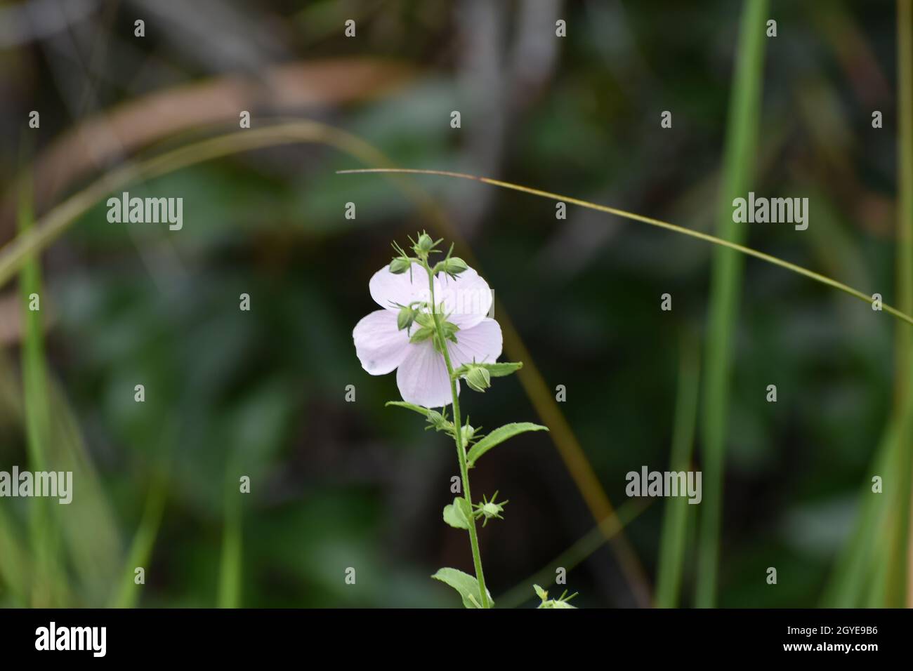 Il lato posteriore di un fiore rosa nella palude del Parco Nazionale delle Everglades Foto Stock