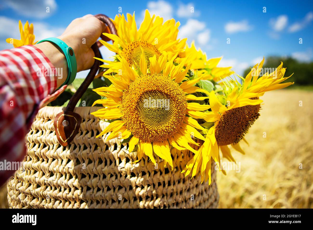 Ragazza tiene un bouquet di girasoli in un sacchetto di paglia sullo sfondo di un campo di grano. Foto Stock
