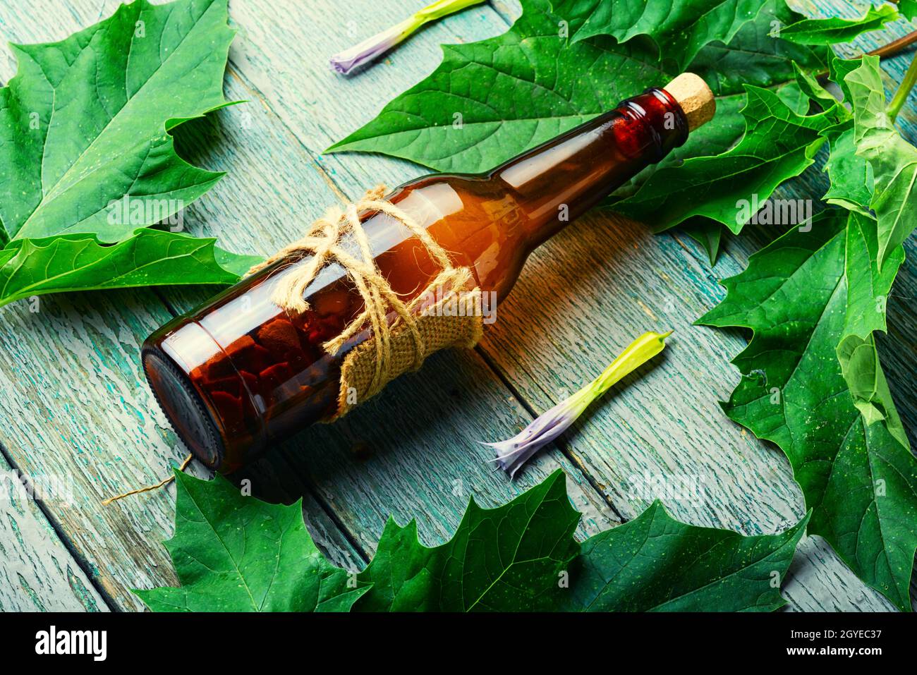 Tintura medicinale di Datura in un flacone di vetro. Medicina di erbe Foto  stock - Alamy