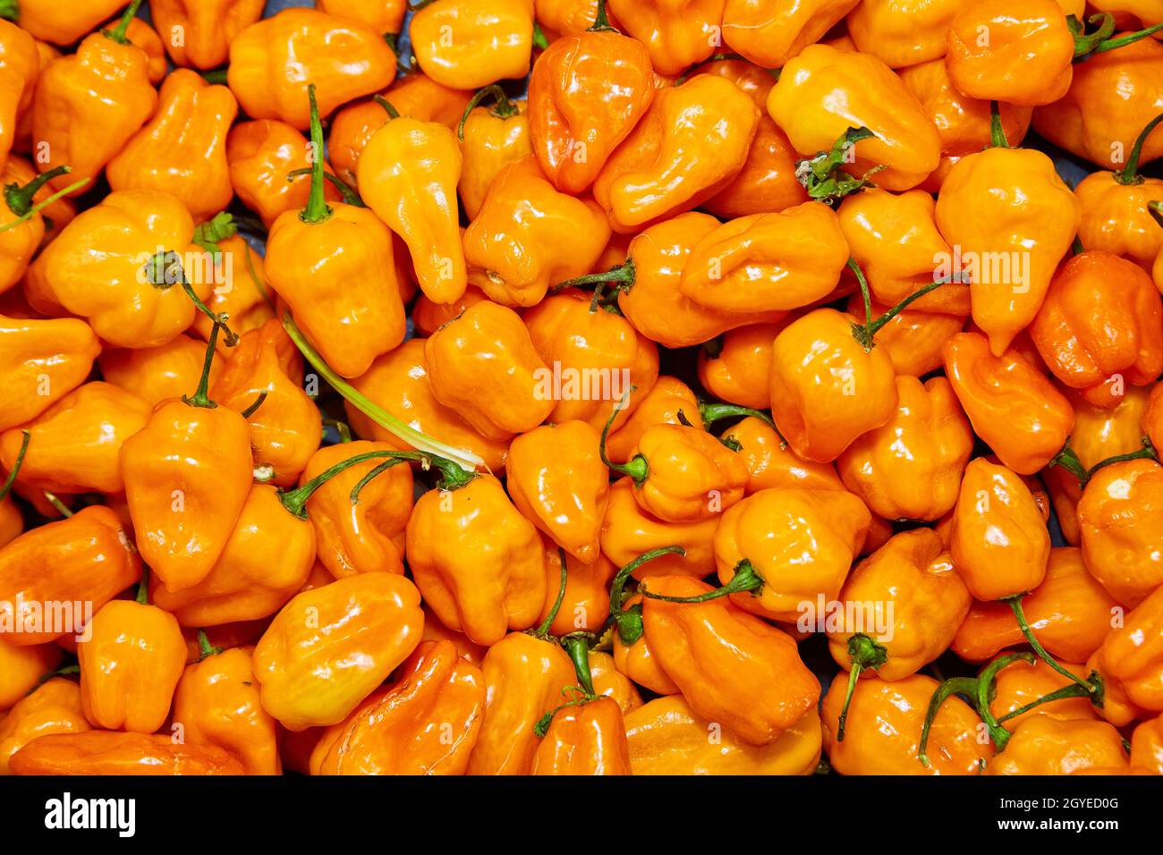 Vista del vassoio pieno di peperoni di habanero arancio luminoso Foto Stock