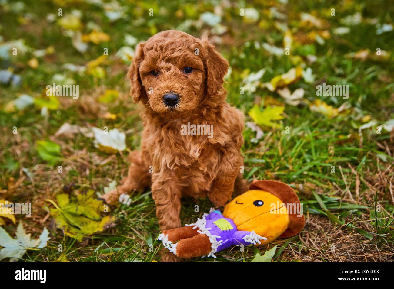 Cucciolo di goldendoodle scuro nel campo delle foglie di caduta accanto al giocattolo di mastice di zucca Foto Stock