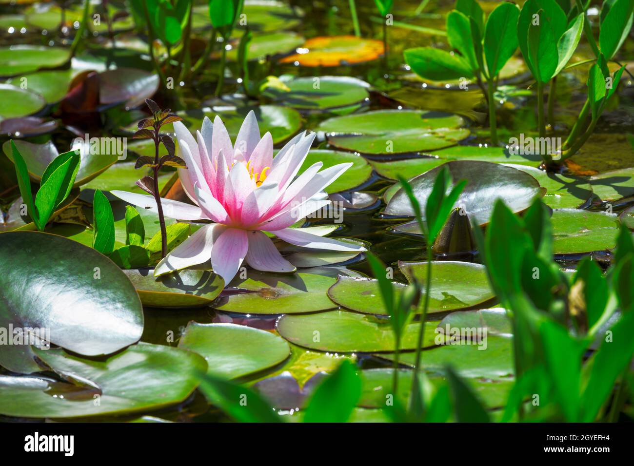 Closeup di una rosa acqua lilly fiore in uno stagno Foto Stock