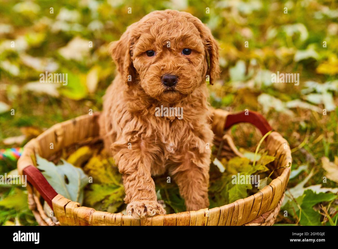 Puppy marrone chiaro e curly goldendoodle in cesto tessuto riempito con foglie di caduta Foto Stock