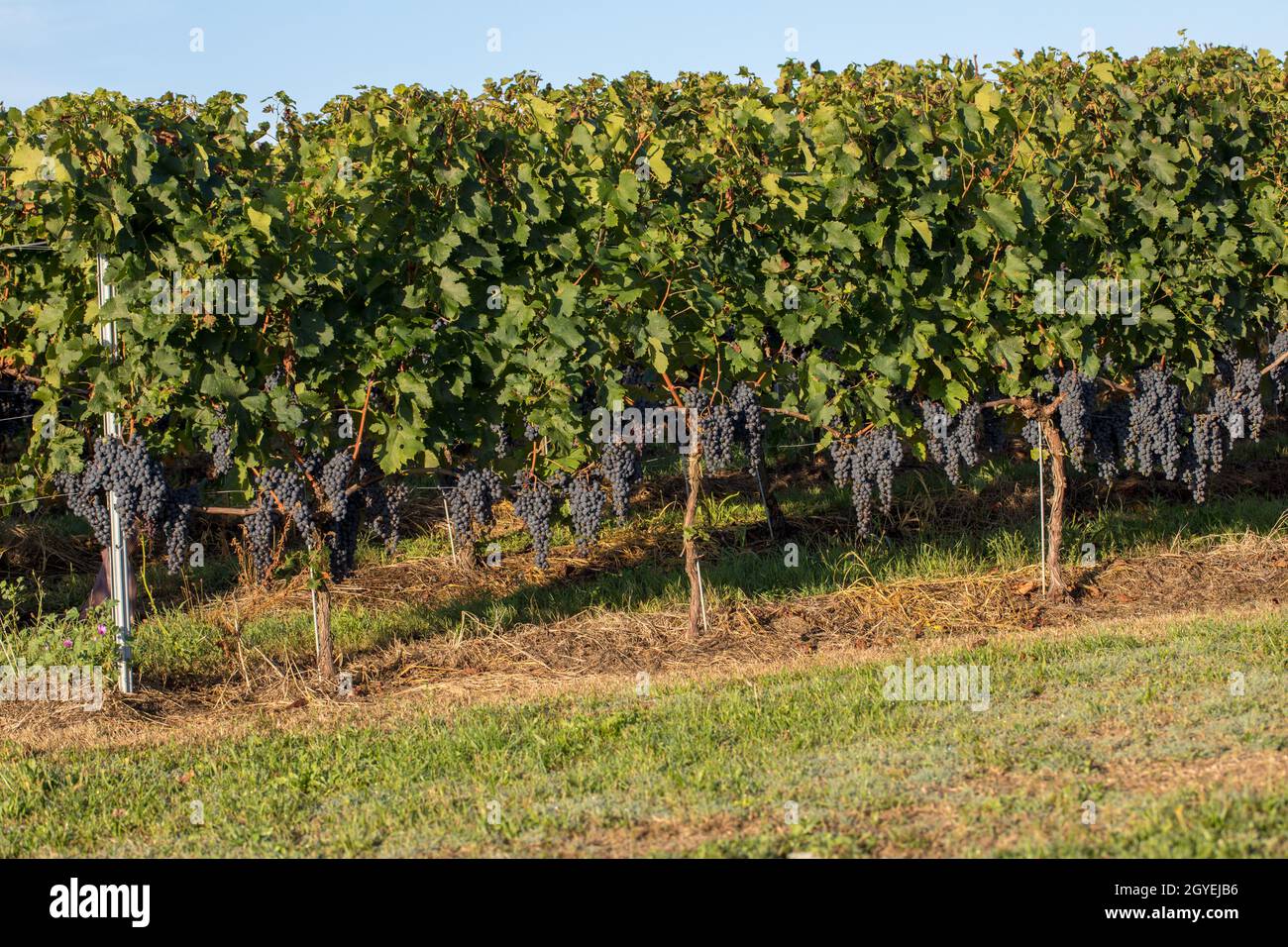 Ripe rosso merlot su filari di viti in un vienyard prima della vendemmia a Saint Emilion regione. Francia Foto Stock