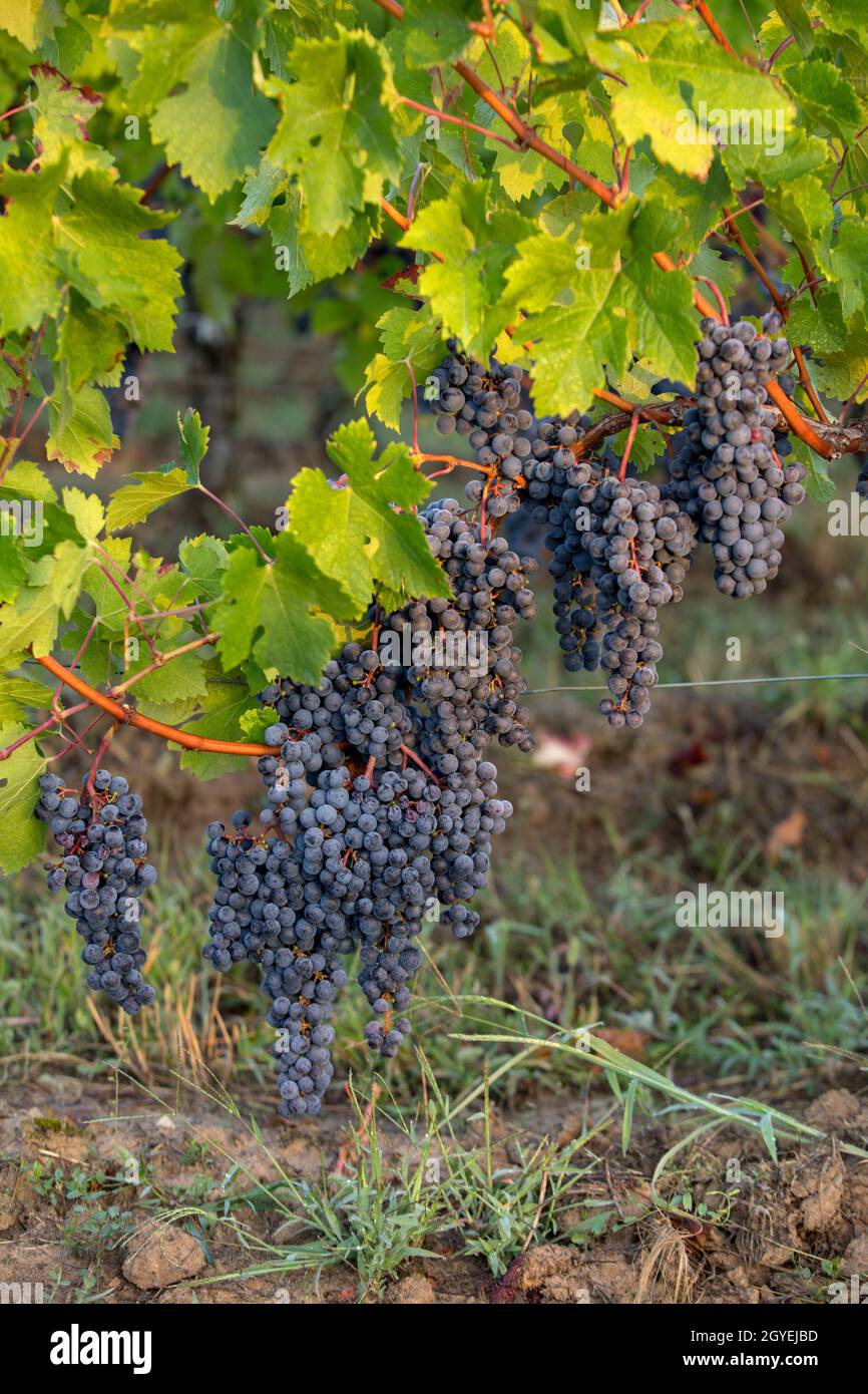 Vino rosso uva è pronta per il raccolto e la produzione di vino. Saint Emilion, Francia Foto Stock