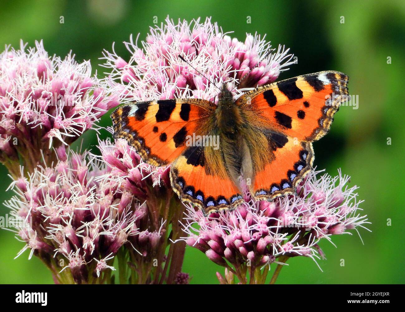 Kleiner Fuchs, Aglais urticae, auf Wasserdost-Blütenstand Foto Stock